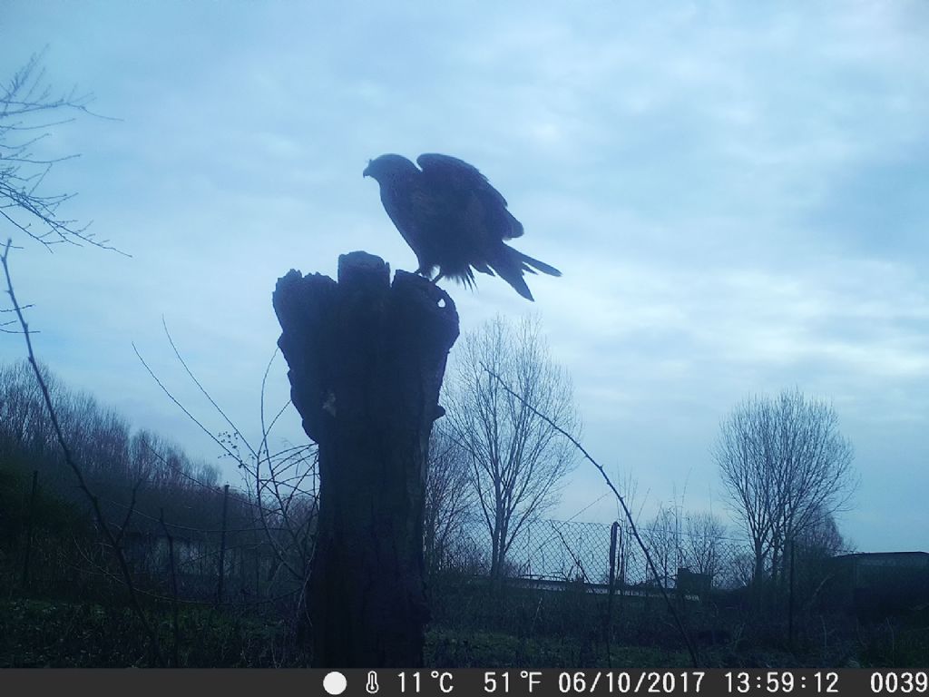 Poiana (Buteo buteo) con fototrappola